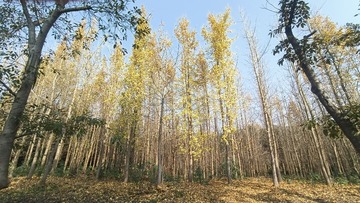 1000029562