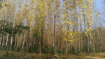 1000029563