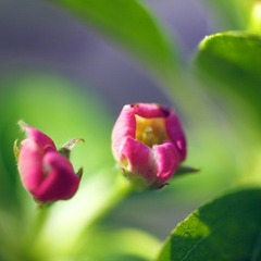 IMG_7900.jpg
