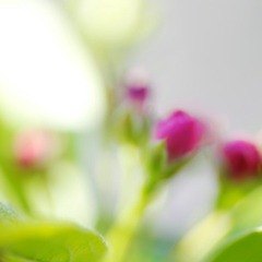 IMG_7903.jpg