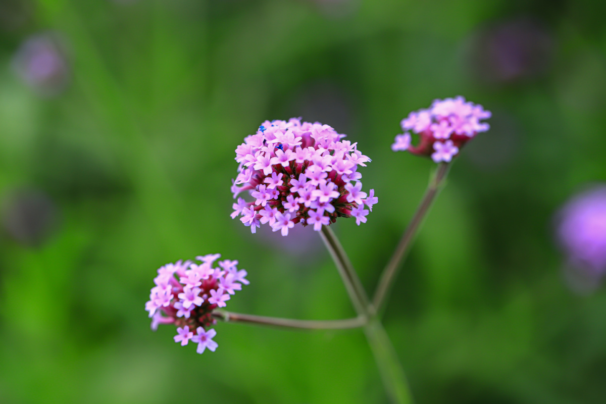 马鞭草 - 篱边菊 - 图虫