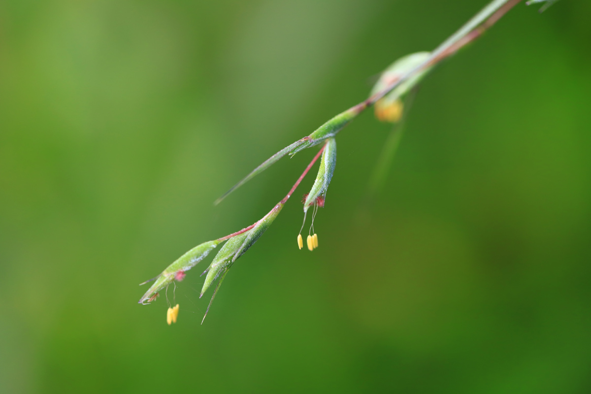水蔗草 - 篱边菊 - 图虫