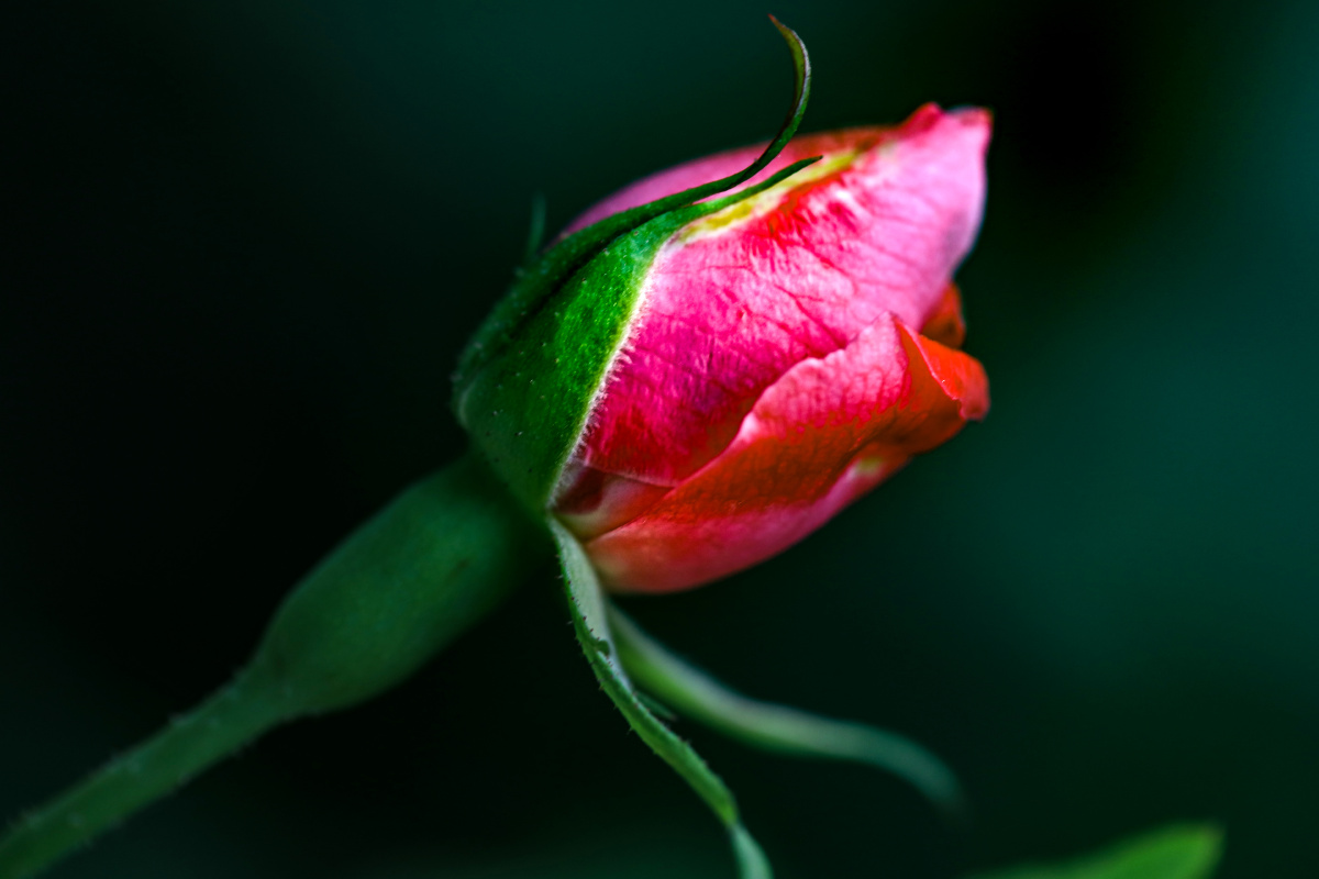 玫瑰花苞 - 篱边菊 - 图虫