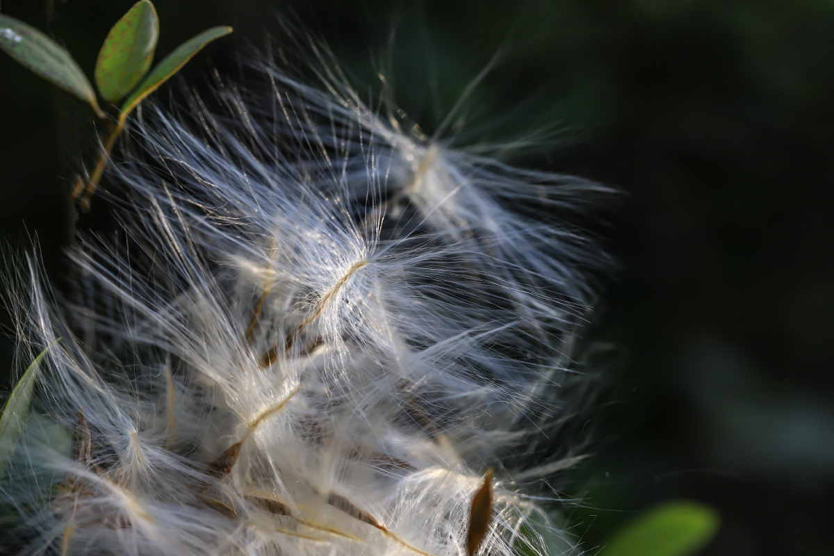 断肠草的种子 - 篱边菊 - 图虫