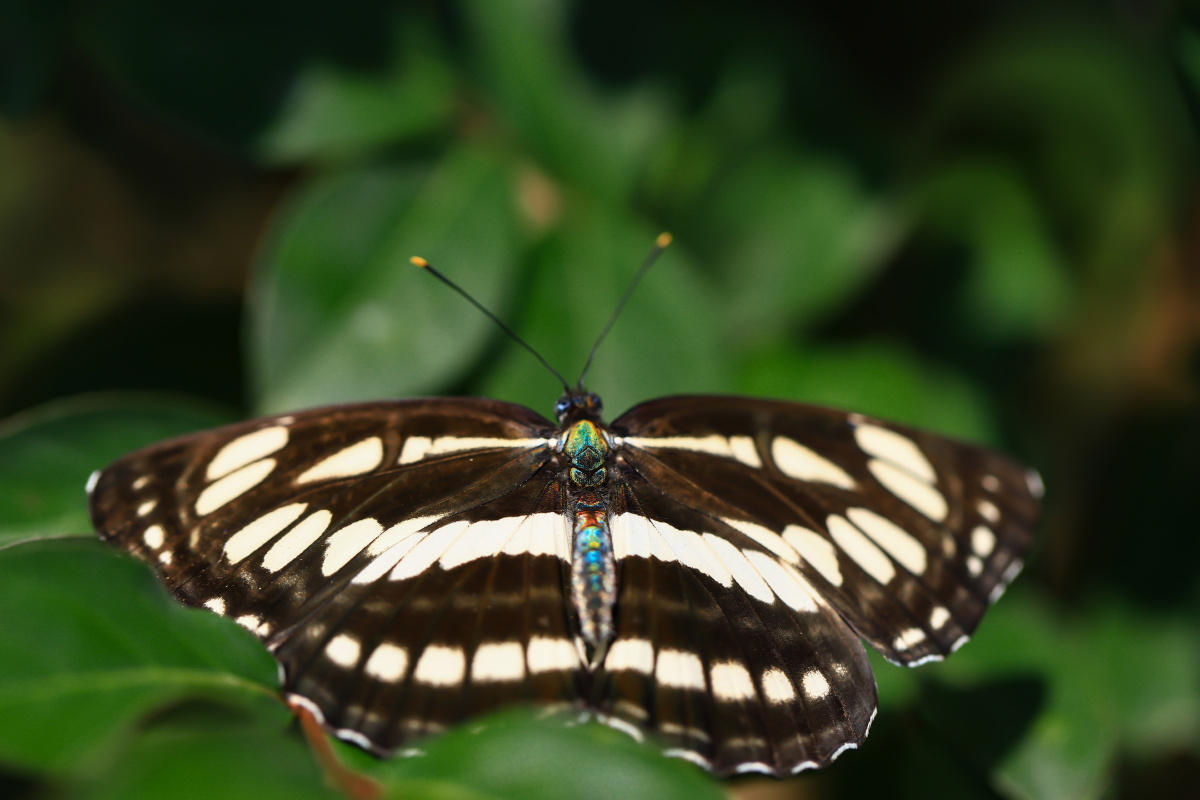小环蛱蝶 - 篱边菊 - 图虫