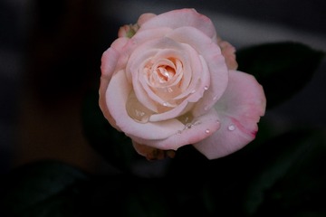 E2984479-A593-426B-99C0-6503645A3C44/L0/001
