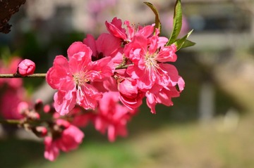 DSC_1054.JPG