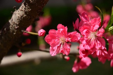 DSC_1055.JPG