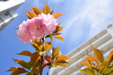 DSC_1062.JPG
