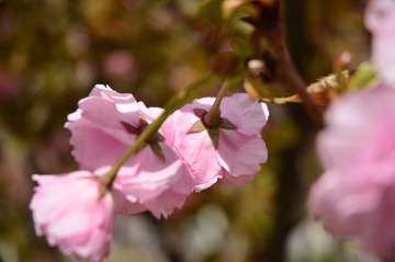 DSC_1068.JPG