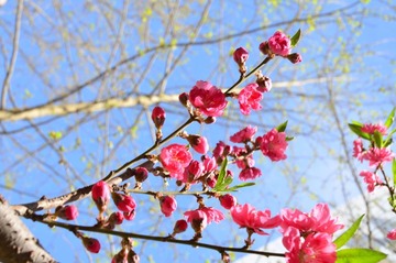 DSC_1077.JPG