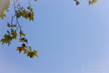 IMG_2165.jpg