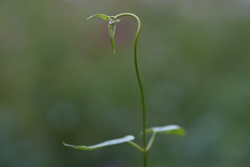1000060702