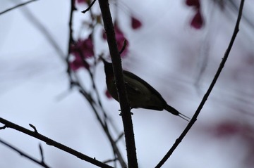DSC_6070.JPG