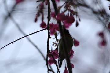 DSC_6071.JPG