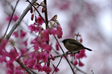 DSC_6074.JPG