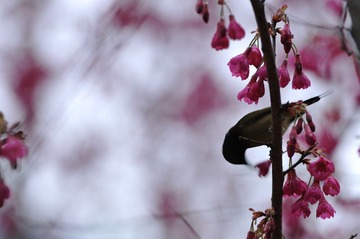 DSC_6076.JPG