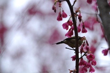 DSC_6077.JPG
