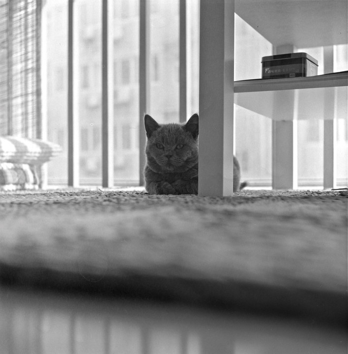 PIPI<br />
海鸥4B.  75mm/f3.5.  shanghai GP3.  D23  9'.  F5  5'30''. EPSON V750.