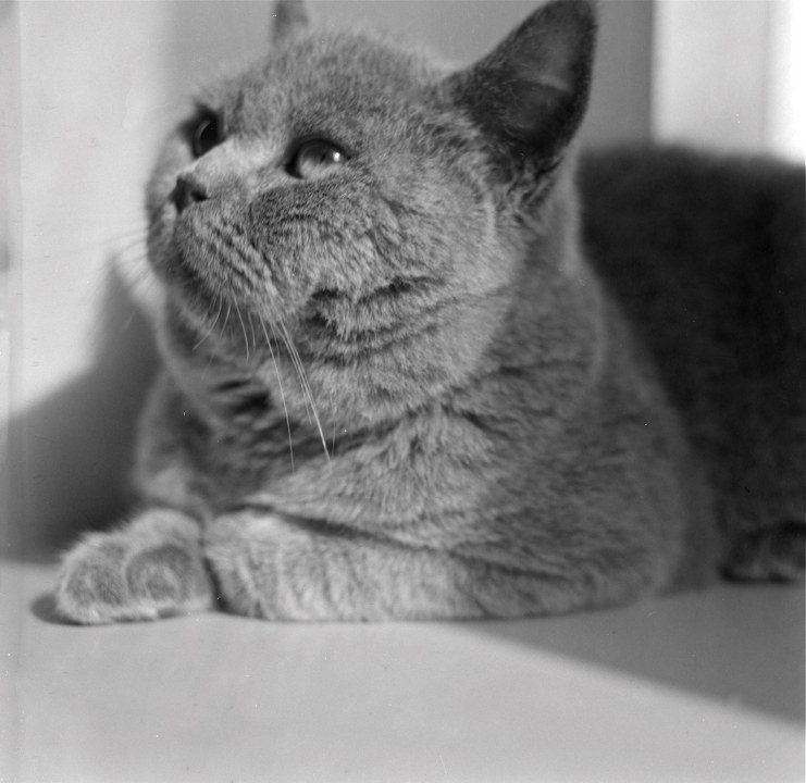pipi2<br />
MAMIYA C330. 65mm/f3.5. shanghai GP3. D23 8'. F5 5'. EPSON V750.