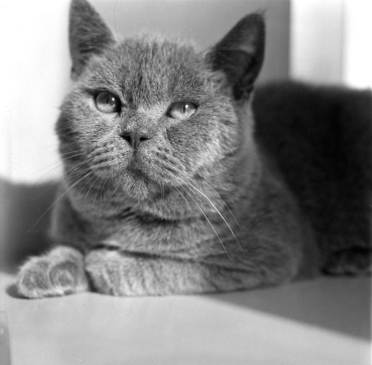 pipi3<br />
MAMIYA C330. 65mm/f3.5. shanghai GP3. D23 8'. F5 5'. EPSON V750.