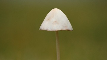 136085