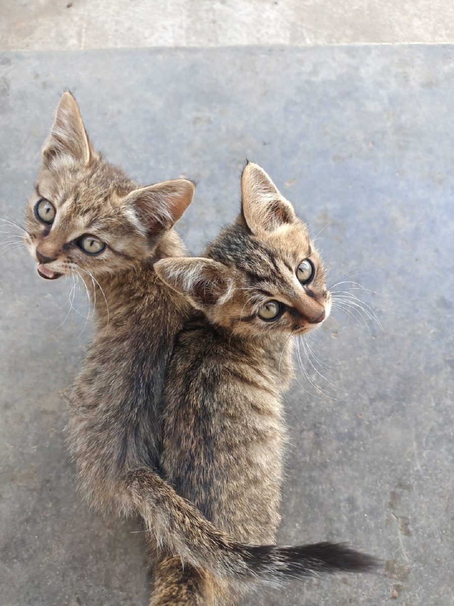 连体双胞胎猫咪,好可怜啊!
