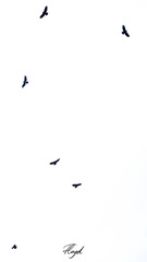 43AE1DB6-546E-40E4-9F5E-8986D3C08D4C/L0/001