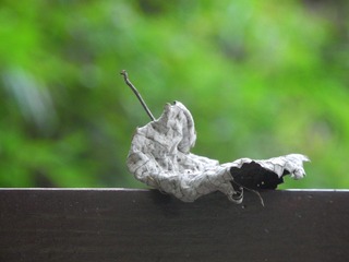 DSCN2911.JPG
