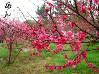梅花1.jpg