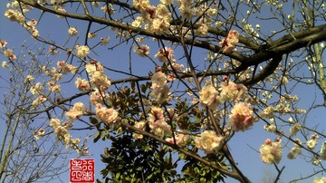 梅花 defy记录.jpg