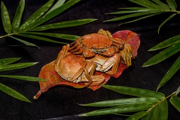 _ZHU6354