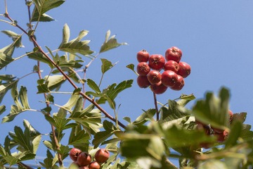 _ZHU4532