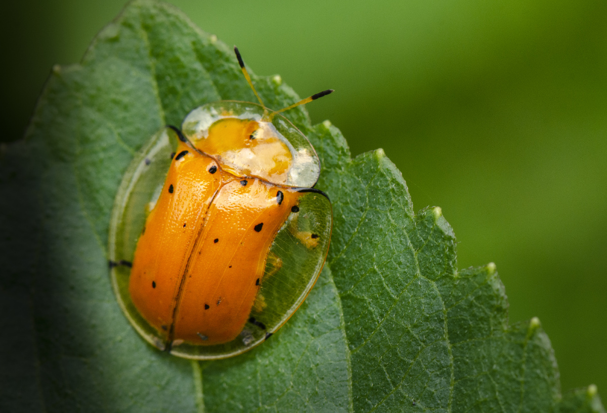 有着透明外壳的昆虫