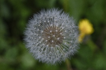 1303331