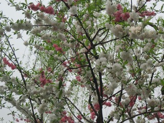 IMG_4787.jpg