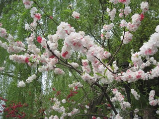 IMG_4794.jpg