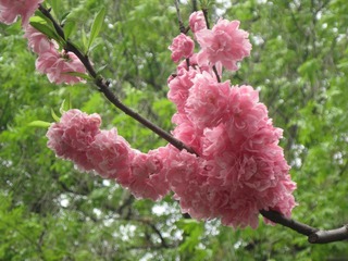 IMG_4795.jpg