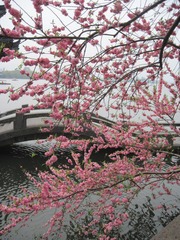 IMG_4798.jpg