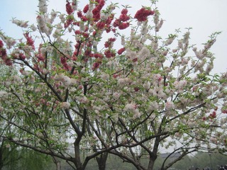 IMG_4801.jpg