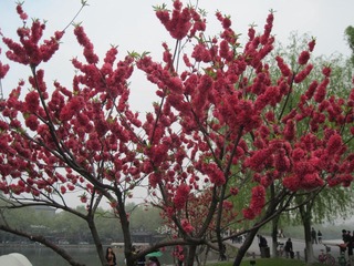 IMG_4803.jpg