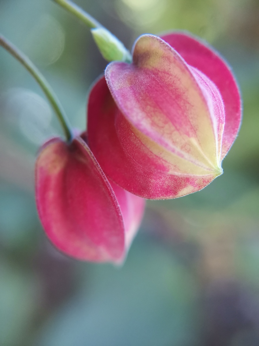 红萼苘麻灯笼花热情的想一颗颗跳动的心