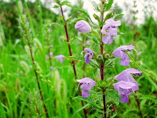 CIMG4727_conew1.JPG