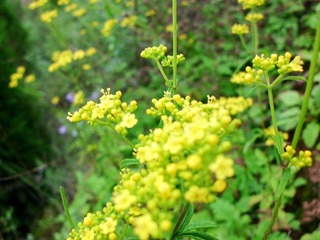 CIMG4730_conew1.JPG