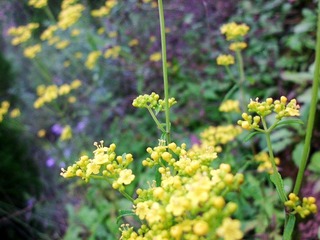 CIMG4731_conew1.JPG