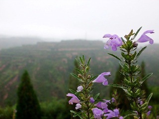 CIMG4732_conew1.JPG