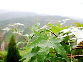 CIMG4737_conew1.JPG