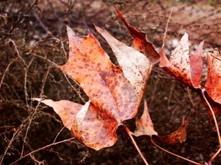 CIMG4741_conew1.JPG
