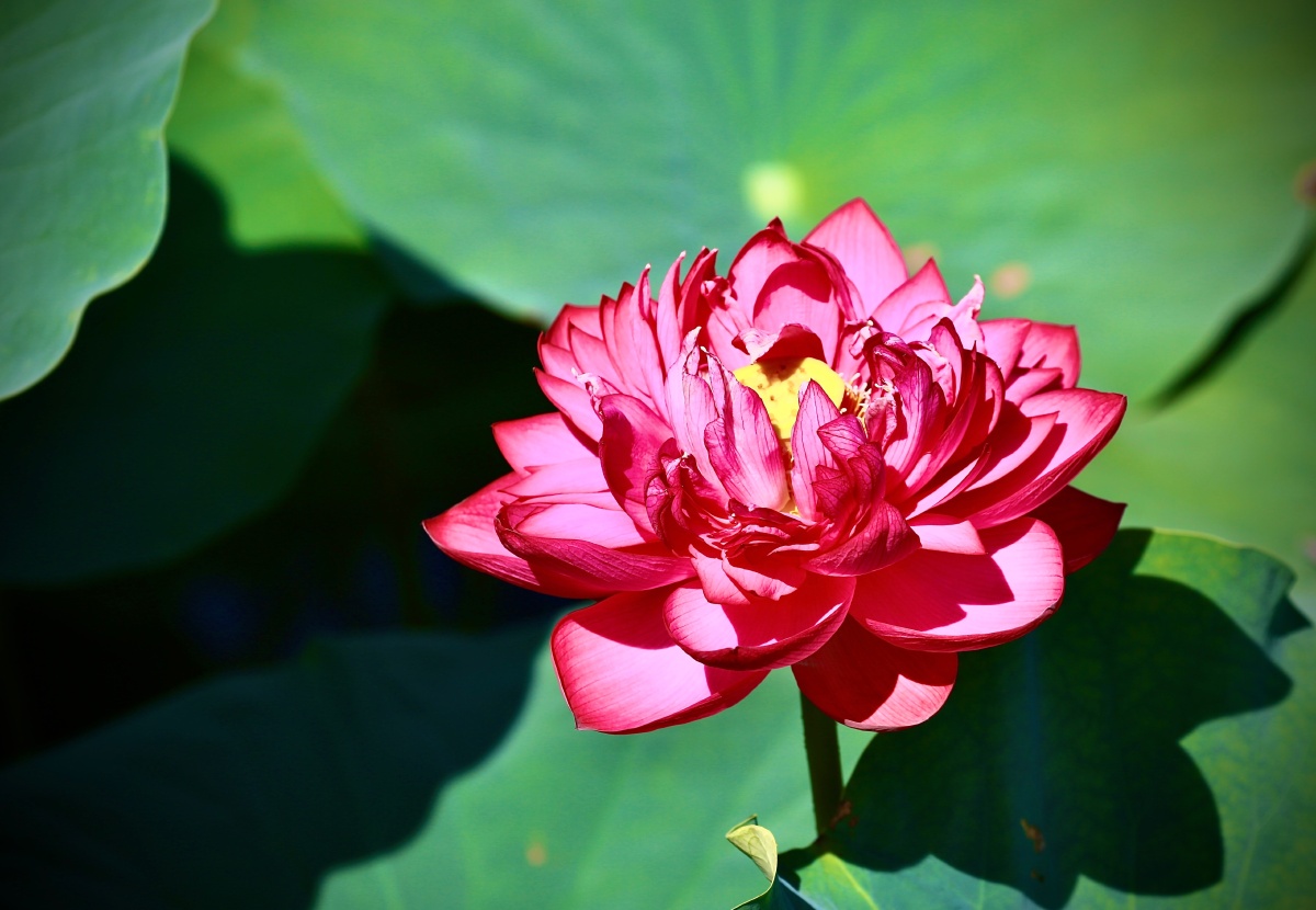 双瓣的荷花 - 与世无争163296761345084 - 图虫