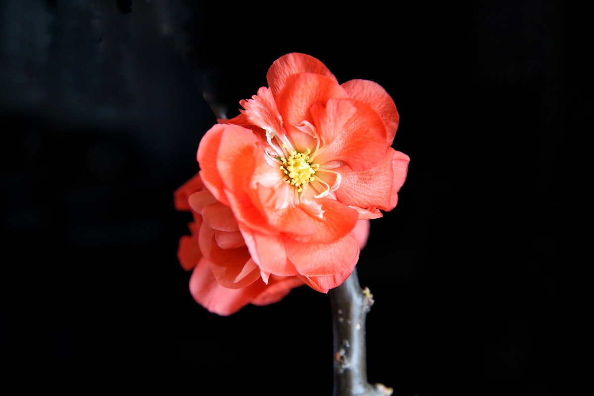 我家的梦绘卷海棠花